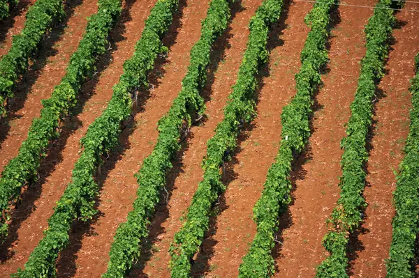 Incentive idea: Grape harvest in the Dubrovnik region 3
