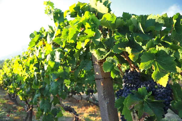 Incentive idea: Grape harvest in the Dubrovnik region 4