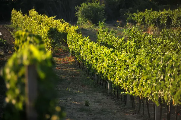 Incentive idea: Grape harvest in the Dubrovnik region 5
