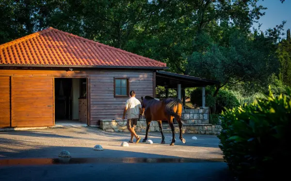 Explore Konavle from the Saddle: Why Horse Riding is the Perfect Choice for Your Next Incentive in Dubrovnik 6